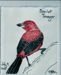 2010.7.9 Scarlet Tanager